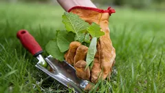 Garten in Gefahr wegen Unkraut: Die gefährlichsten Pflanzen erobern im Frühling das Grundstück